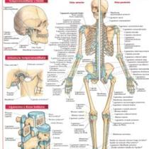 Resumao - articulacoes &38 ligamentos avancado