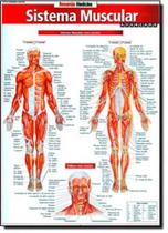 Resumao Medicina - Sistema Muscular Avancado Resumao Medicina - Sistema Muscular Avancado