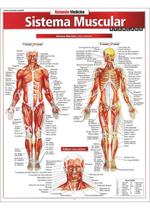 Resumão Sistema Muscular