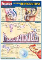 Resumão: Sistema Reprodutivo