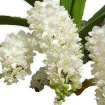 Rhynchostylis gigantea var. alba