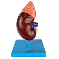 Rim Humano em Corte Sagital com Glândula Suprerrenal em 2 Partes