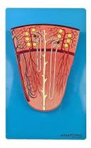 Rim Secção de Néfron, Anatomia - ANATOMIC