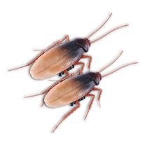 Robo alive em forma de barata - kit com 2