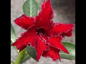 Rosa do deaerto Cherry Red Rc509