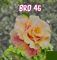 Rosa do deserto adenium Brd 46