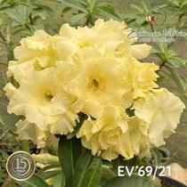 ROSA DO DESERTO amarela DOBRADA BUQUE JOYFUL