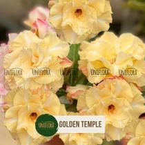 Rosa do deserto amarela dobrada golden temple