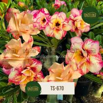 Rosa do deserto Amarela dobrada TS670