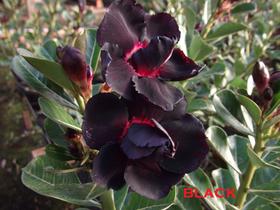Rosa do deserto Black Negra