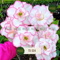 Rosa do deserto branca borda rosa dobrada TS324 Rosa do deserto branca borda rosa dobrada TS324
