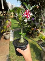 Rosa Do Deserto Branca E Vermelha - Ferrari Premium No Vaso - DoceL@r Rosa Do Deserto Branca E Vermelha - Ferrari Premium No Vaso - DoceL@r