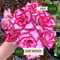 ROSA DO DESERTO buque rosa CHIBI MARUKO ROSA DO DESERTO buque rosa CHIBI MARUKO