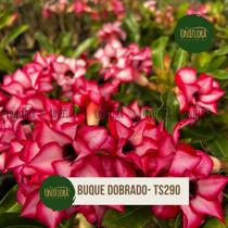 Rosa do deserto Buque Rosado TS-290