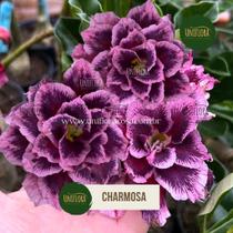 Rosa do deserto Charmosa dobrada roxa de beiradinha marcada Rosa do deserto Charmosa dobrada roxa de beiradinha marcada