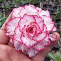 Rosa do deserto Chibi Maruko Rosa do deserto Chibi Maruko