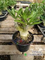 Rosa do deserto com espinhos - Pachypodium saundersii