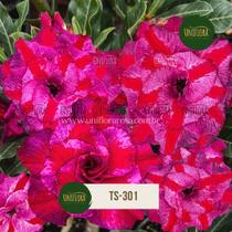 Rosa do deserto COM FLOR GRANDE e exótica vermelha e roxa TS301