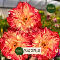 Rosa do deserto Cor avermelhada Pablo Charles