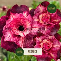 Rosa do Deserto Cor roxa Dobrada exótica BRD RESPECT Rosa do Deserto Cor roxa Dobrada exótica BRD RESPECT