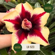 Rosa do deserto DOBRADA AMARELA BUQUE EXÓTICA LK523