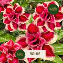 Rosa do deserto dobrada Avermelhada BRD103