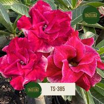 Rosa do deserto DOBRADA AVERMELHADA TS-385