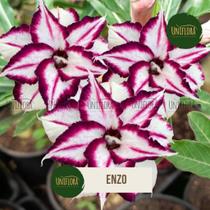 Rosa do Deserto DOBRADA BRANCA MESCLADA ENZO