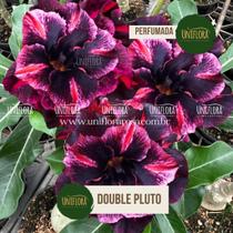 Rosa do Deserto DOBRADA COR ESCURA DOUBLE PLUTO PERFUMADA Rosa do Deserto DOBRADA COR ESCURA DOUBLE PLUTO PERFUMADA