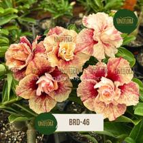 Rosa do deserto DOBRADA FLOR GIGANTE BRD46