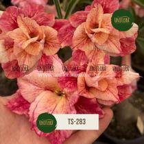 Rosa do Deserto Dobrada LARANJADA TS283