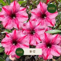 Rosa do Deserto DOBRADA M-12