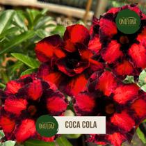 Rosa do deserto dobrada PRETA E VERMELHA COCA COLA