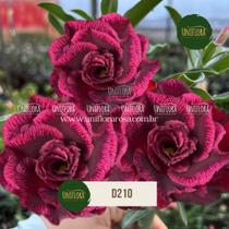 Rosa do deserto DOBRADA ROXA BORDAS MAIS CLARAS D210 Rosa do deserto DOBRADA ROXA BORDAS MAIS CLARAS D210