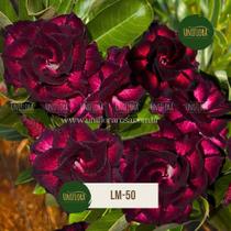 Rosa do deserto dobrada roxa dobrada lm50