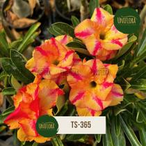 Rosa do deserto DOBRADA TOM AMARELO INTENSO TS365