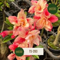 Rosa do Deserto Dobrada TS-283