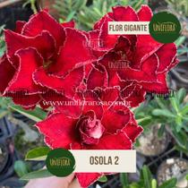 Rosa do deserto dobrada vermelha de flor gigante osola 2