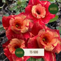 Rosa do deserto dobrada vermelho fogo intenso ts500 Rosa do deserto dobrada vermelho fogo intenso ts500