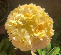 Rosa do deserto enxertada Bridal Buque Amarela