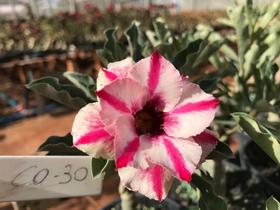 Rosa do deserto enxertada CO30 - dm rosa do deserto