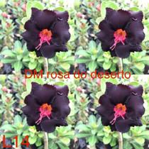 Rosa do deserto enxertada negra L14 - Dm Rosa do deserto