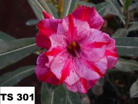 Rosa do deserto enxertada TS301
