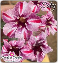 Rosa do Deserto Enxerto - Baby - Centro Oeste Rosas do Deserto