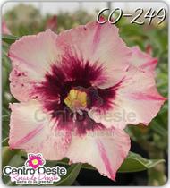 Rosa do Deserto Enxerto - CO-249 - Centro Oeste Rosas do Deserto