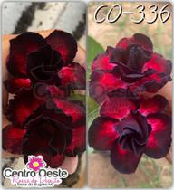 Rosa do Deserto Enxerto - CO-336 - Centro Oeste Rosas do Deserto