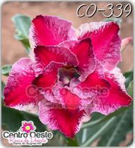 Rosa do Deserto Enxerto - CO-339 - Centro Oeste Rosas do Deserto