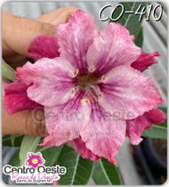 Rosa do Deserto Enxerto - CO-410 - Centro Oeste Rosas do Deserto