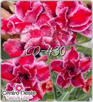 Rosa do Deserto Enxerto - CO-430 - Centro Oeste Rosas do Deserto