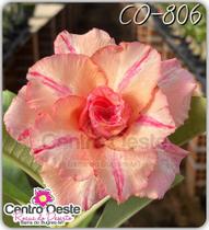 Rosa do Deserto Enxerto - CO-806 - Centro Oeste Rosas do Deserto